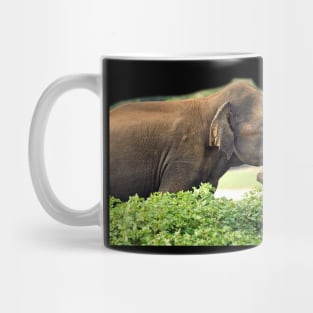 wild, elephant, elephant lover, life Mug